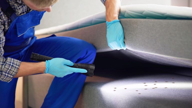 Professional cleaner discovering bed bugs under a bed